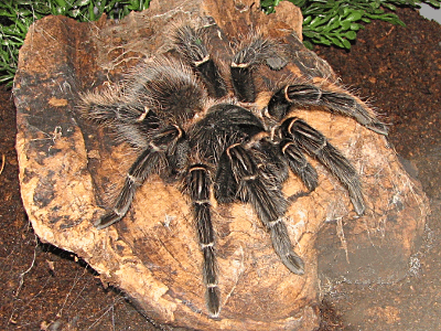 MYGALE LASIODORA